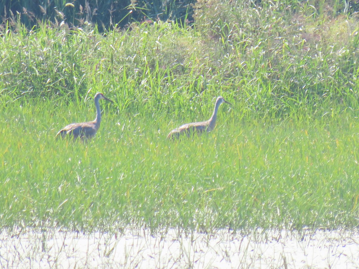 Sandhill Crane - ML623160048