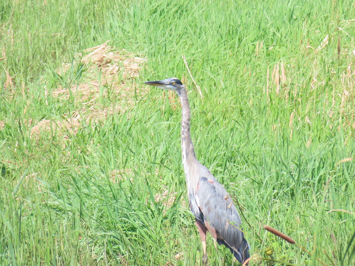 Great Blue Heron - ML623160057