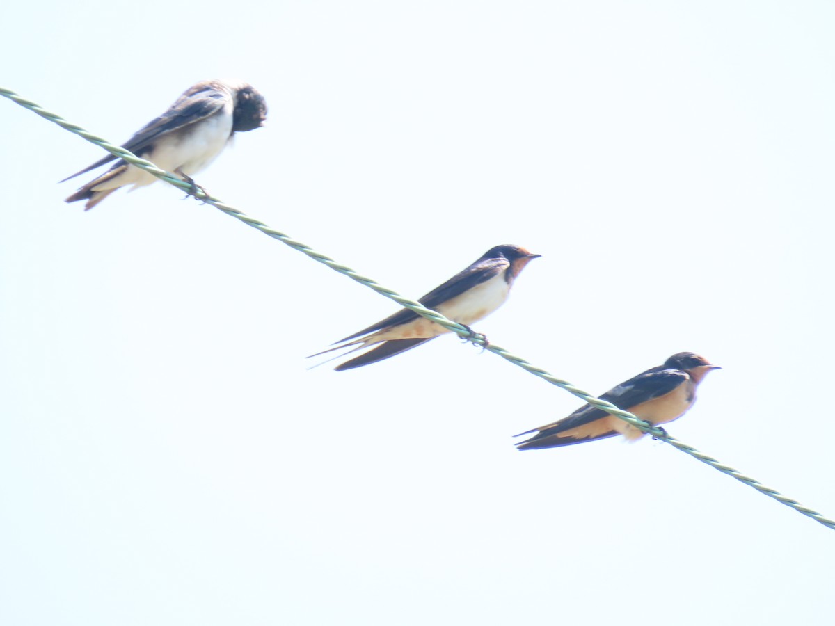 Barn Swallow - ML623160062