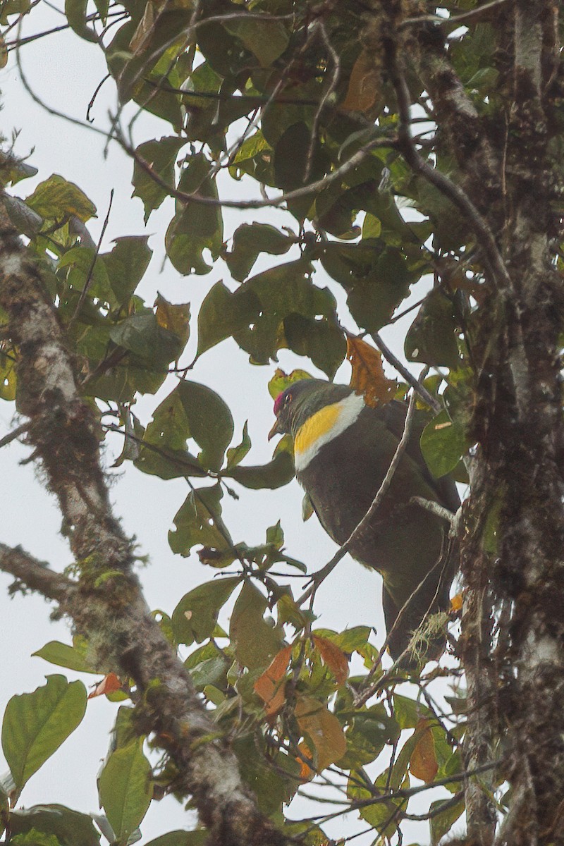 White-breasted Fruit-Dove (Moluccan) - ML623160186