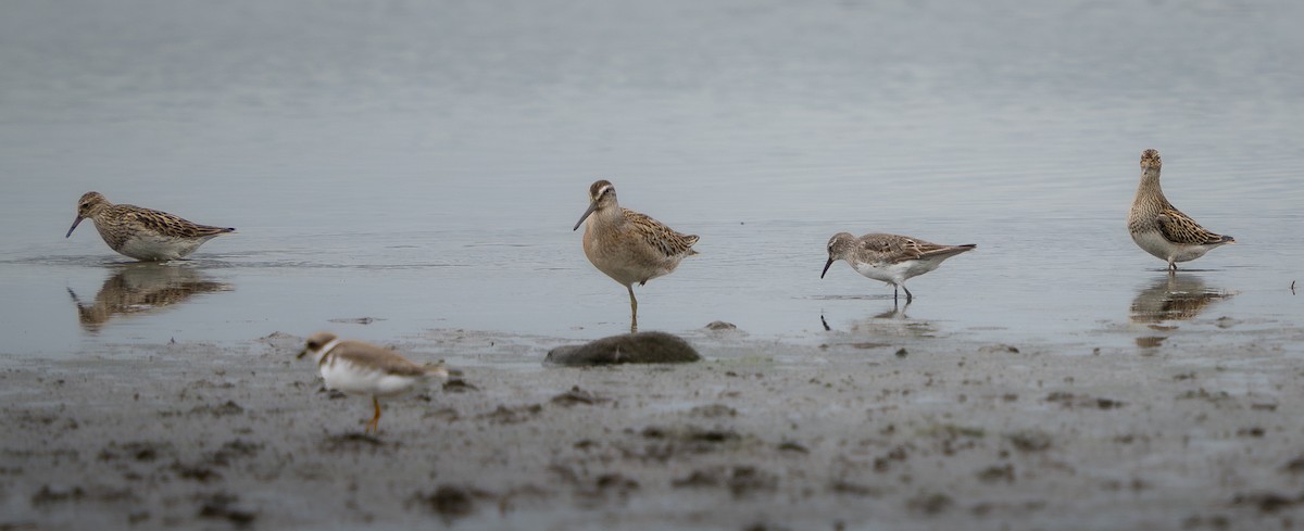 Short-billed Dowitcher - David Factor