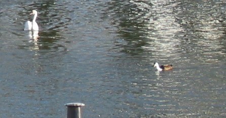 Cygne tuberculé - ML623160235