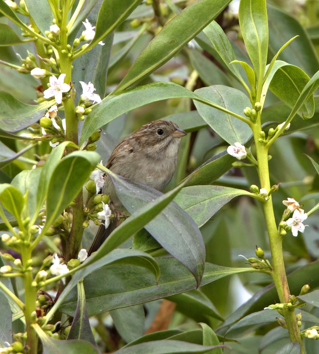 Brewer's Sparrow - ML623160242