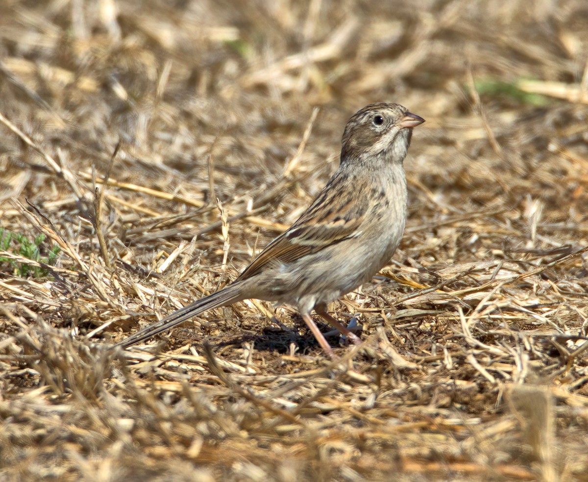 Brewer's Sparrow - ML623160275