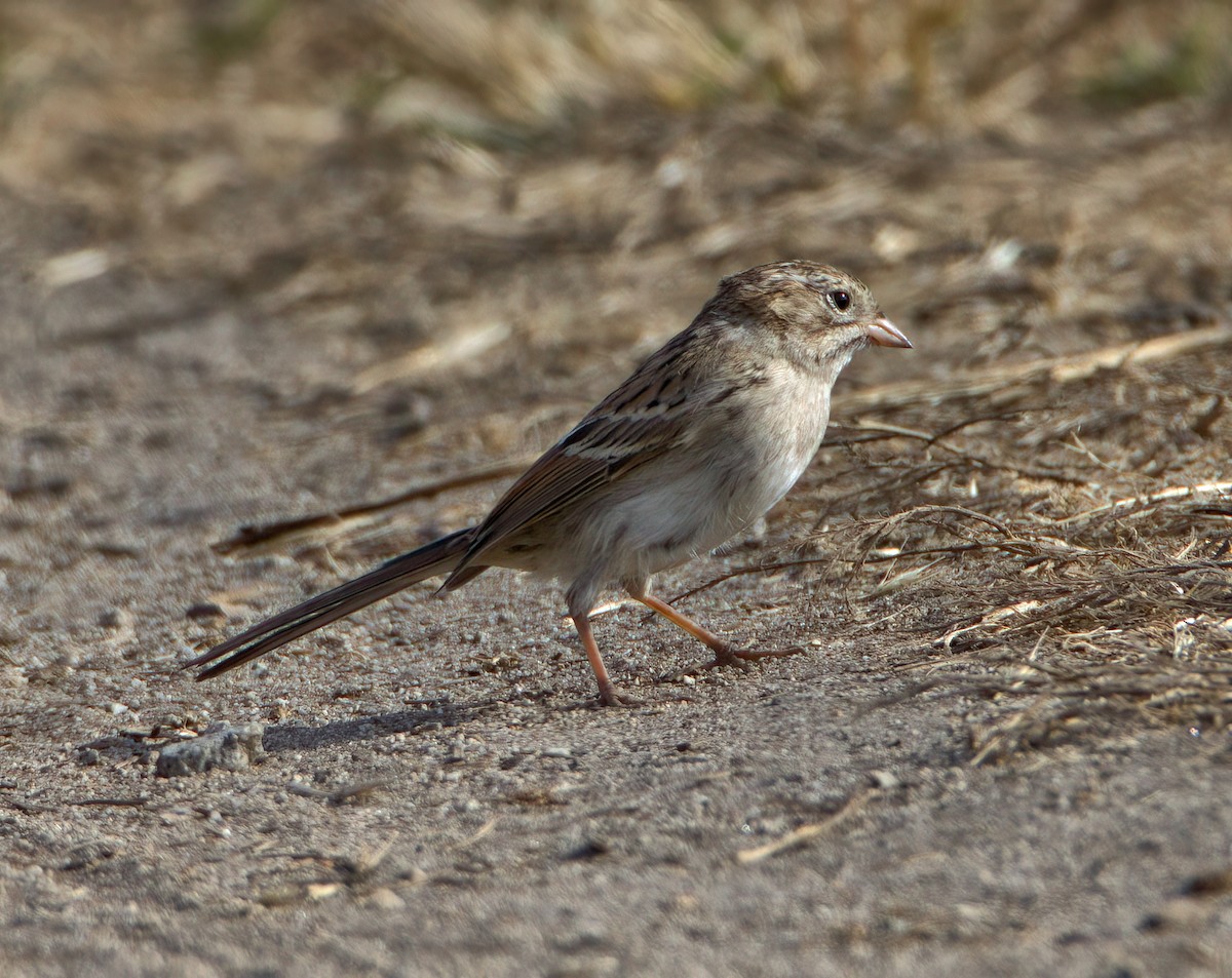 Brewer's Sparrow - ML623160330