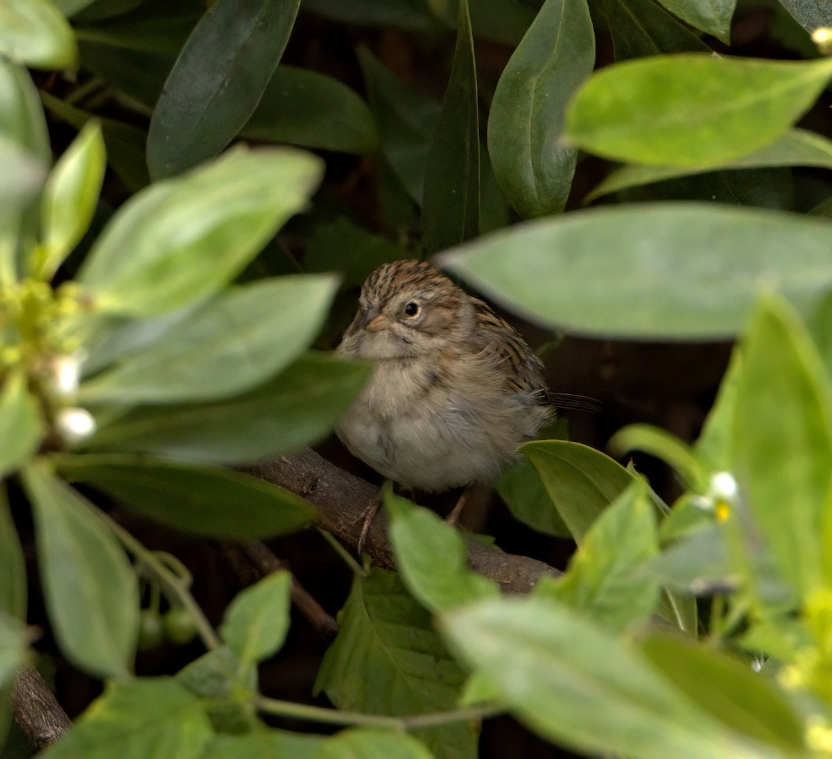 Brewer's Sparrow - ML623160367