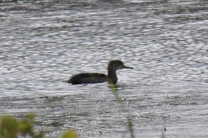 Hooded Merganser - ML623160423