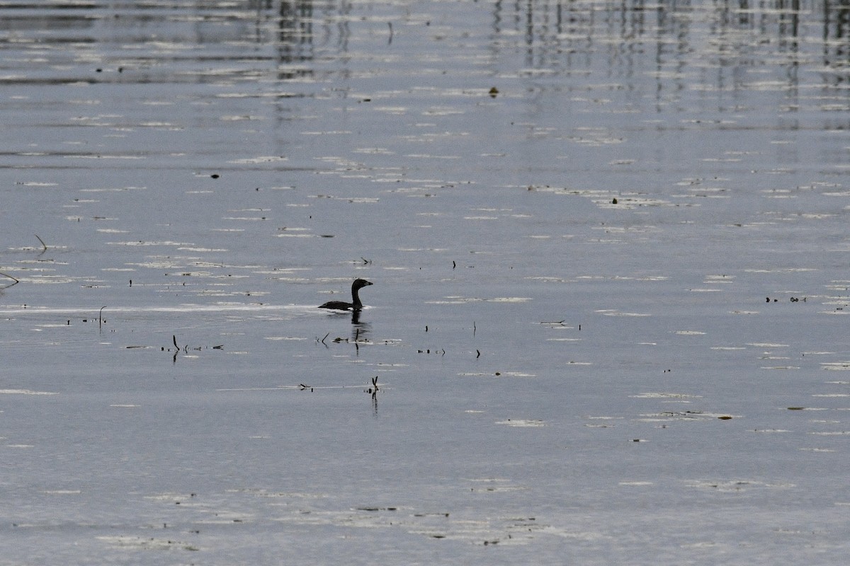 Pied-billed Grebe - ML623160435