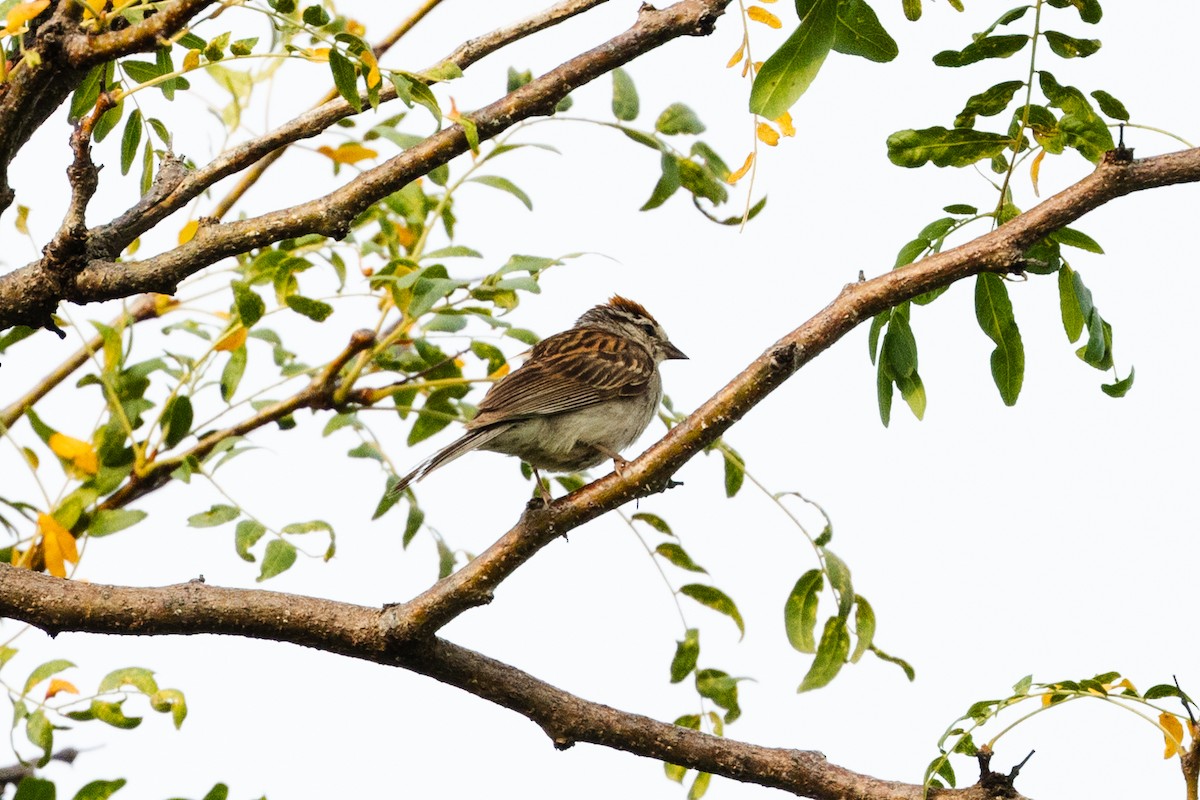 Chipping Sparrow - ML623160448