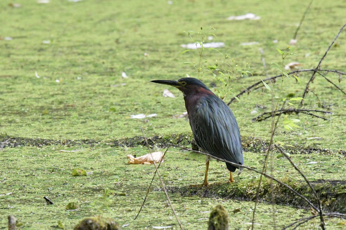 Green Heron - ML623160450