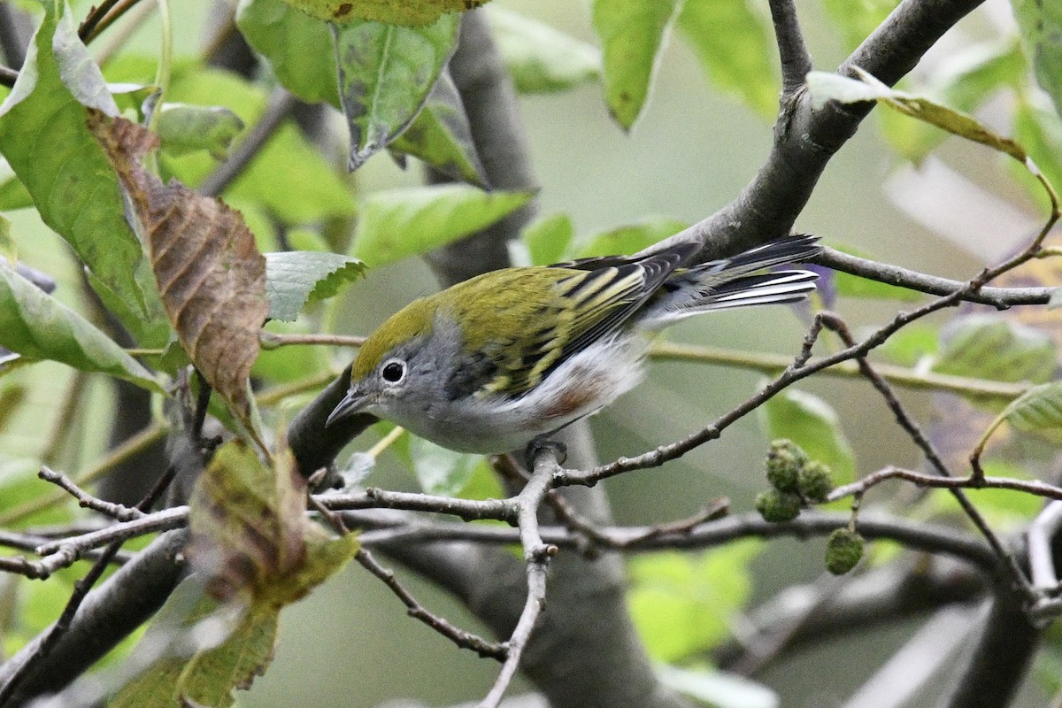 Chestnut-sided Warbler - ML623160458