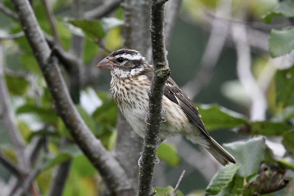 Rose-breasted Grosbeak - ML623160465