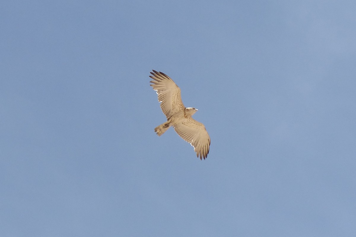 Short-toed Snake-Eagle - Hubert Stelmach