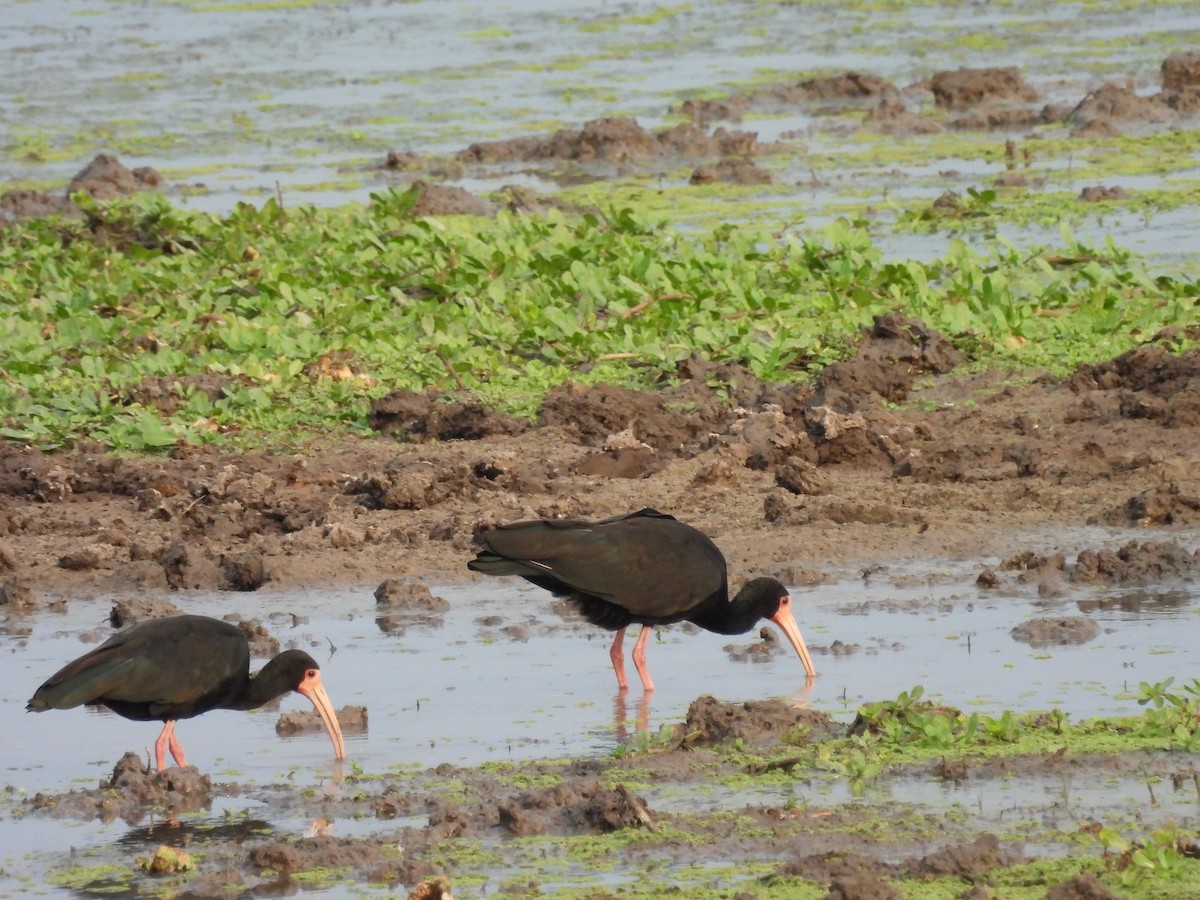 Bare-faced Ibis - ML623160519