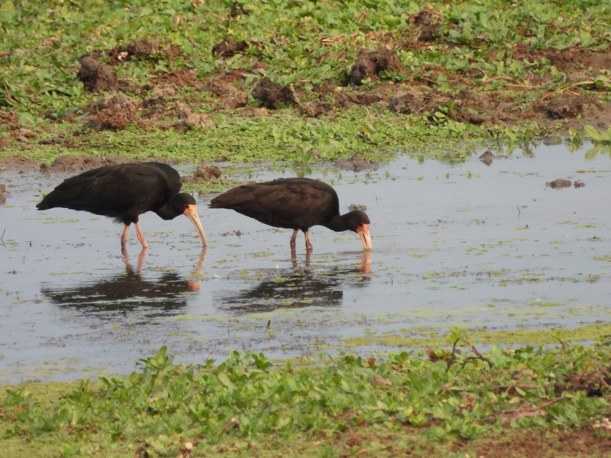 Bare-faced Ibis - ML623160520