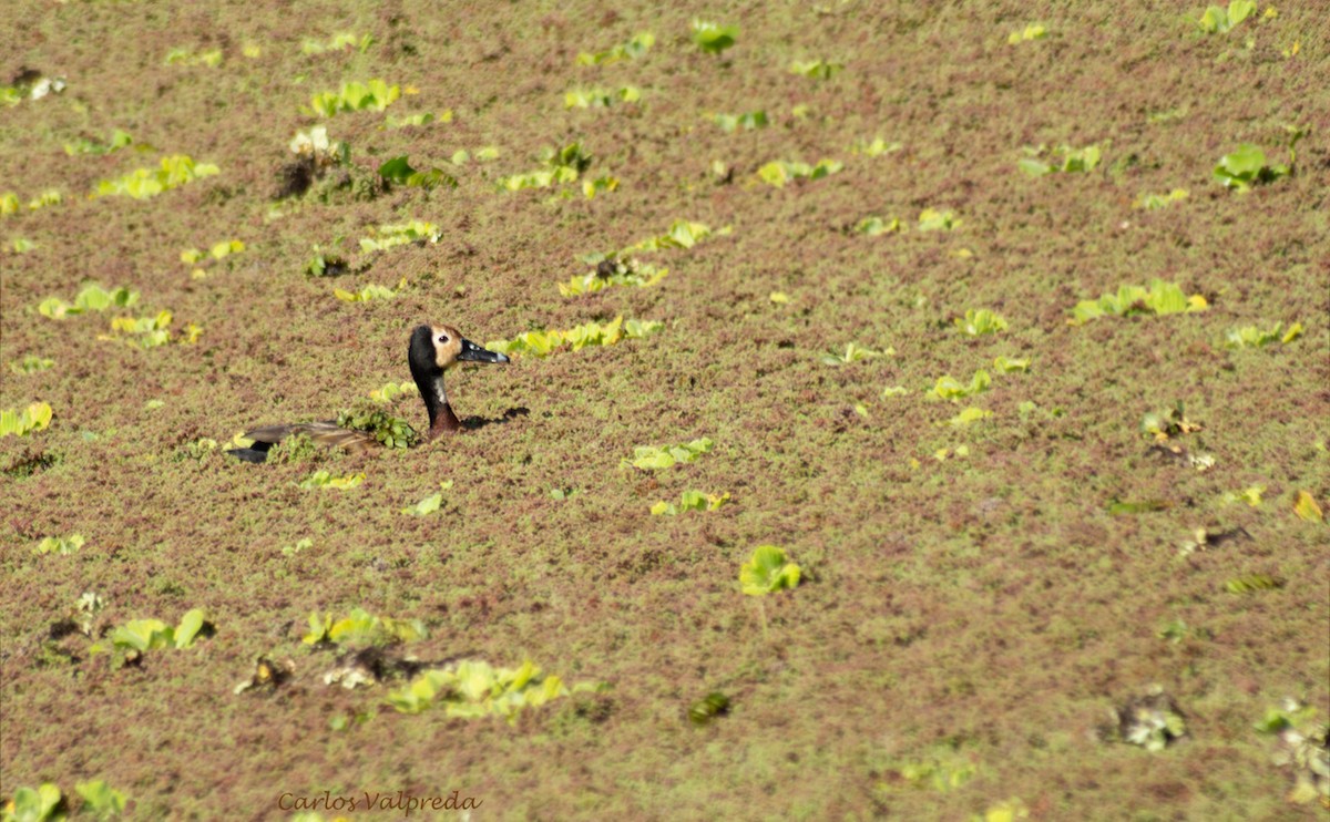 White-faced Whistling-Duck - ML623160606