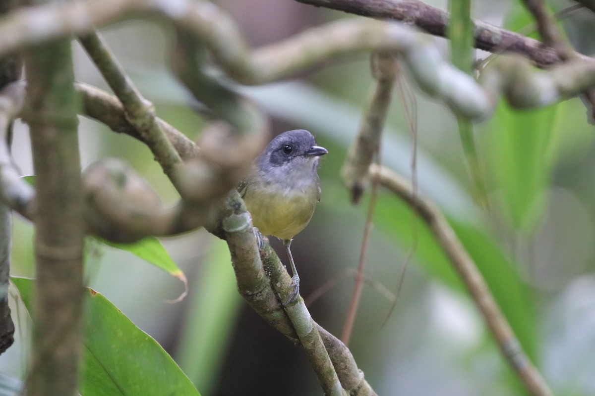 Plain Antvireo - ML623160647