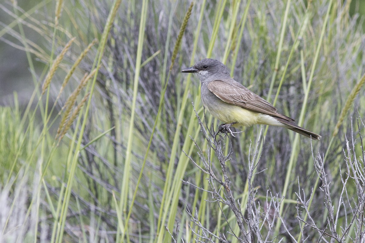 Cassin's Kingbird - ML62316071