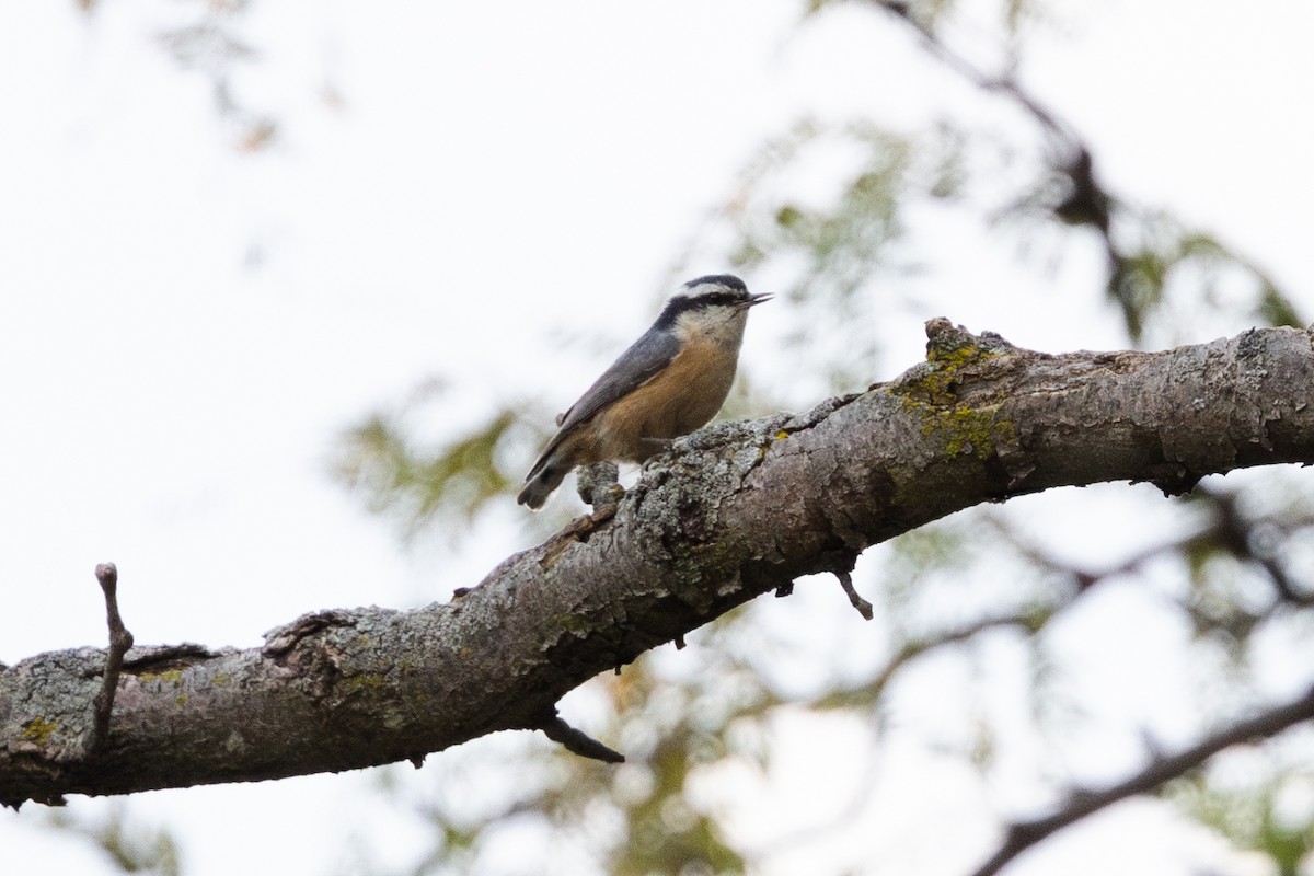 Red-breasted Nuthatch - Kevin Todd