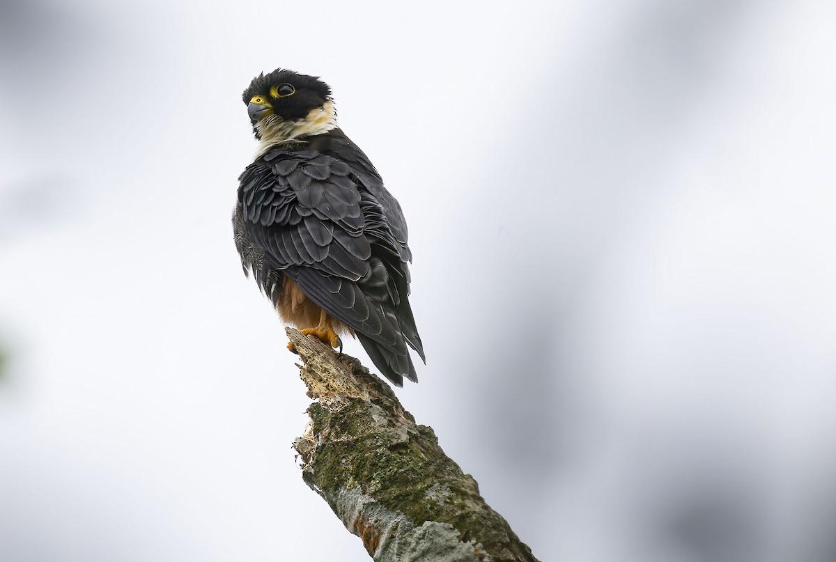 Bat Falcon - ML623160850