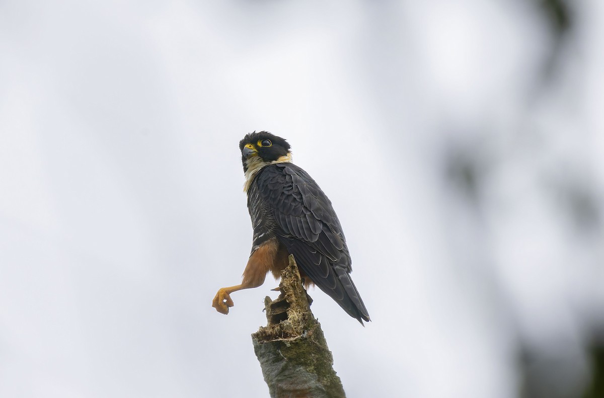 Bat Falcon - ML623160851