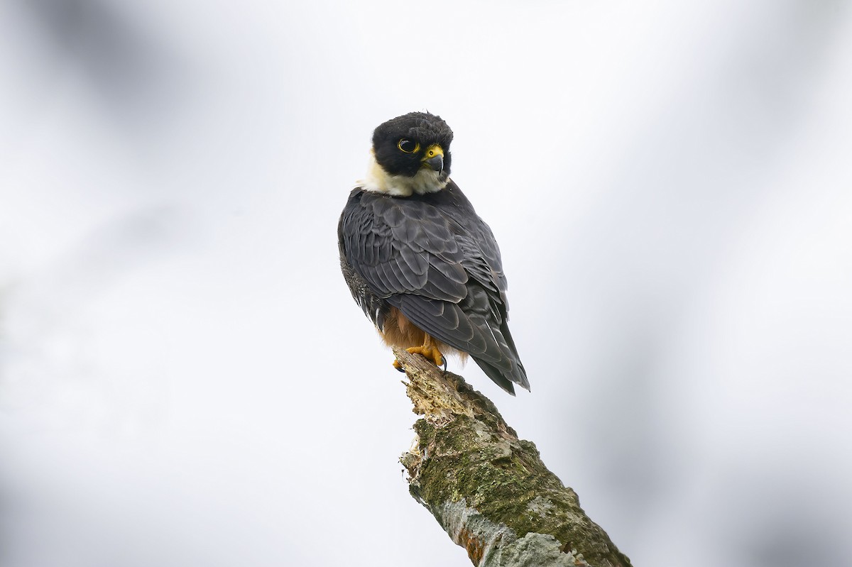 Bat Falcon - ML623160852