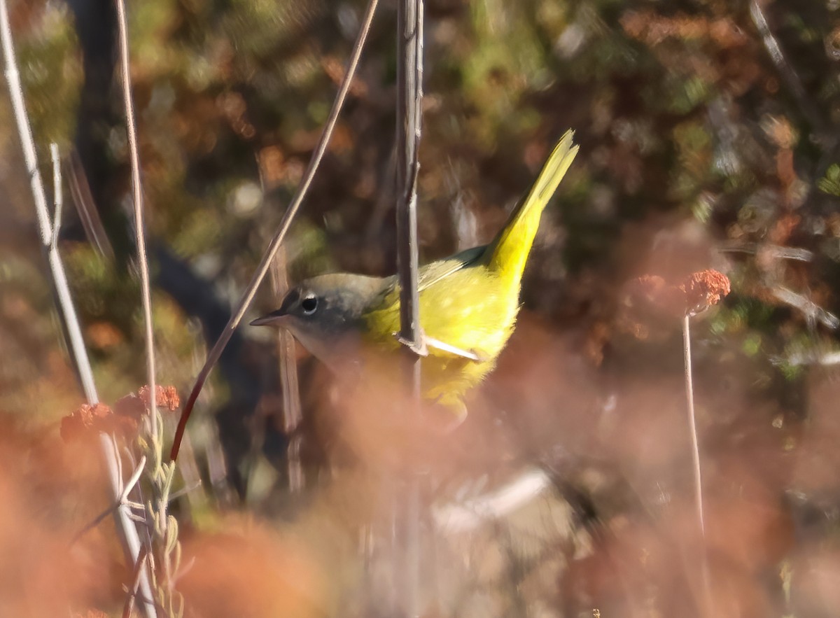 MacGillivray's Warbler - ML623160901