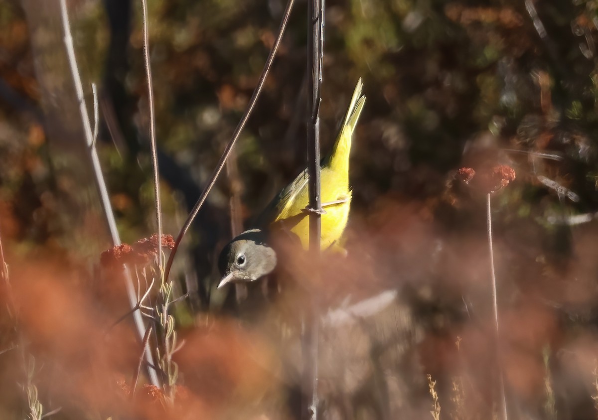 MacGillivray's Warbler - ML623160903