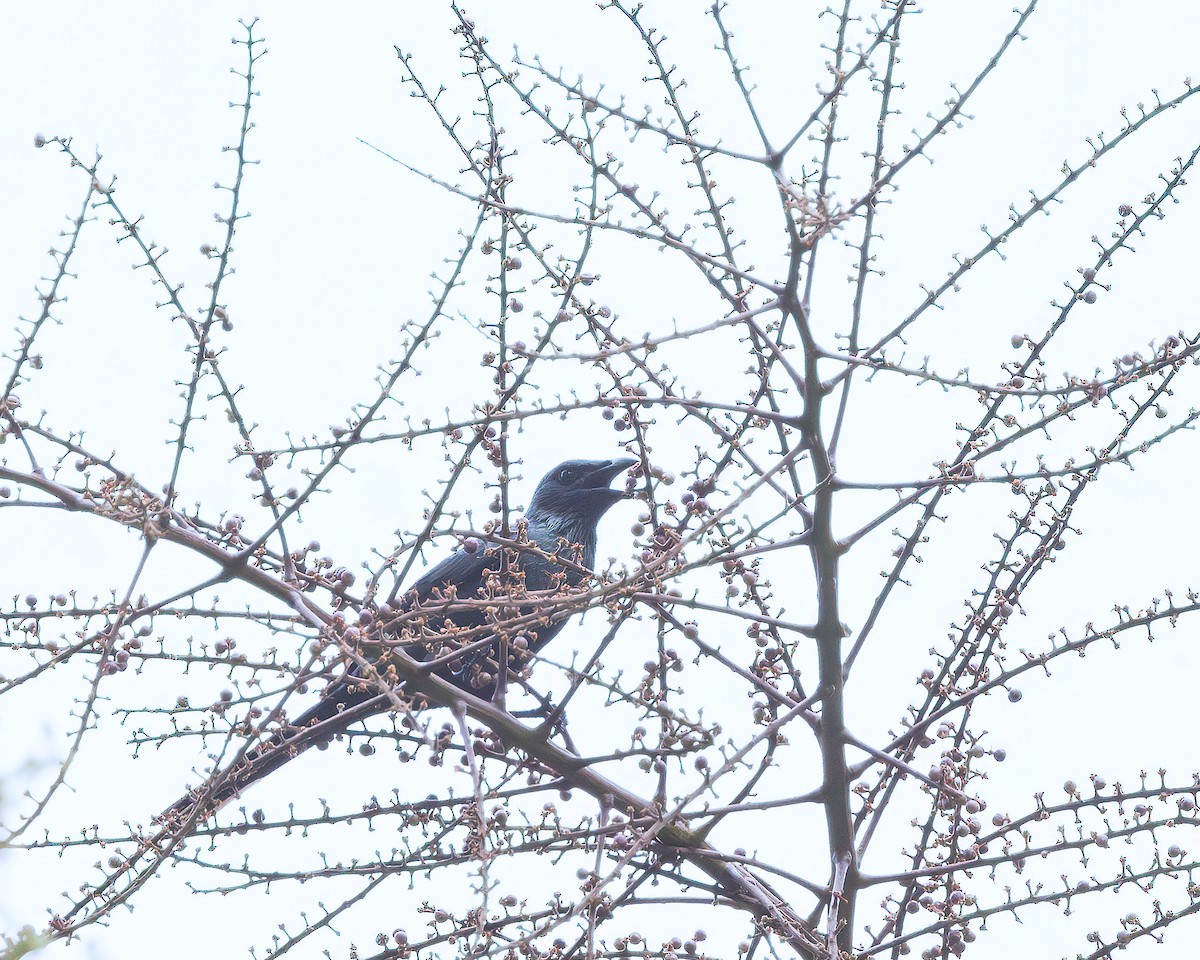 Moluccan Starling - ML623160914