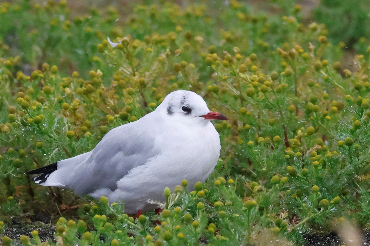 Black-headed Gull - ML623160956