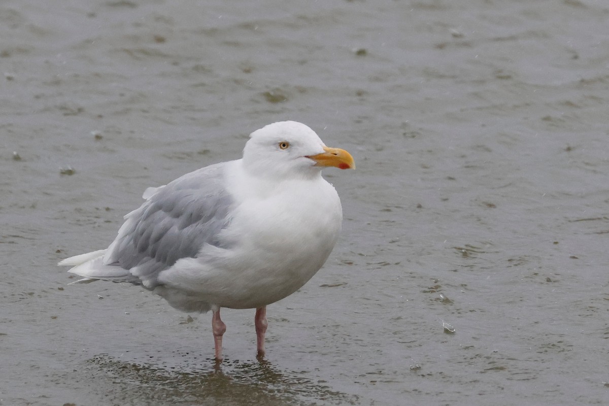 Glaucous Gull - ML623160982