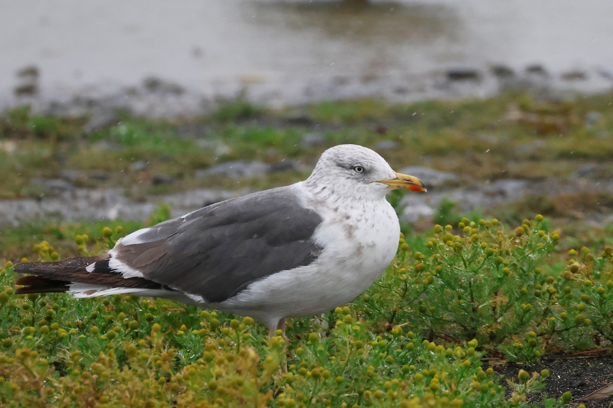 Lesser Black-backed Gull (graellsii) - ML623160987