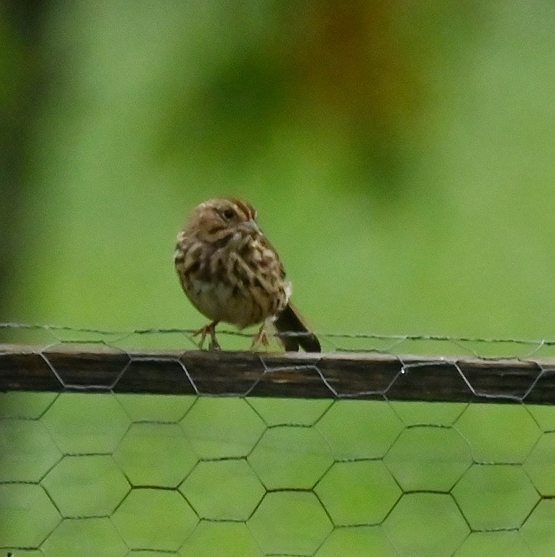 Song Sparrow - ML623161020