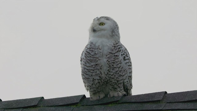 Snowy Owl - ML623161030