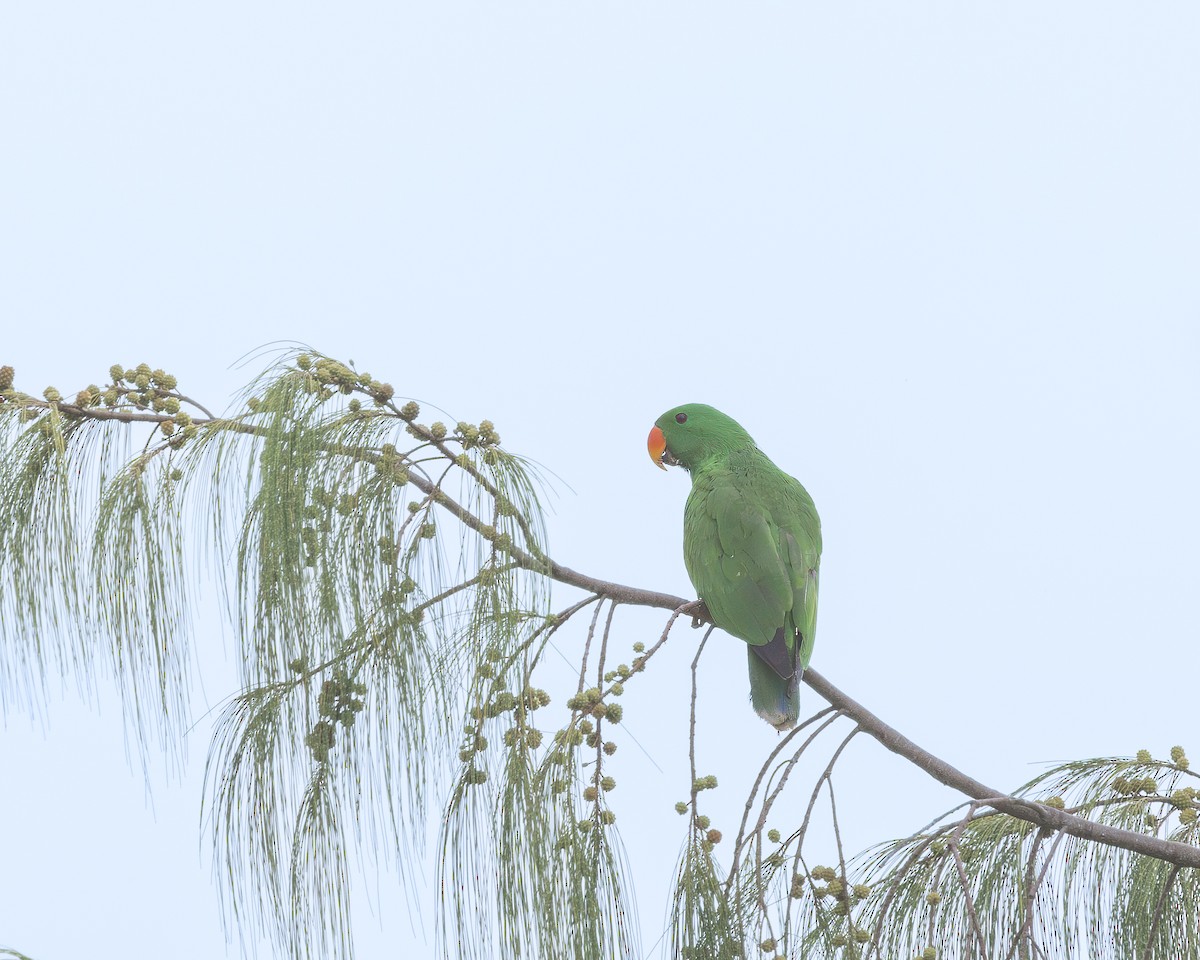 Papuan Eclectus - ML623161031