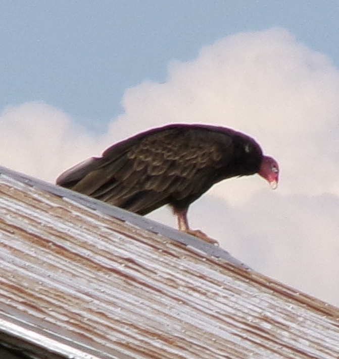 Turkey Vulture - ML623161089