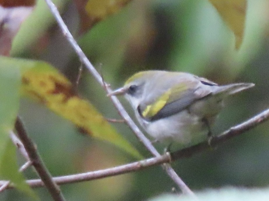 Golden-winged Warbler - ML623161096