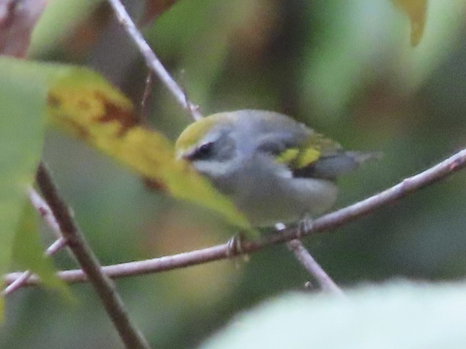 Golden-winged Warbler - ML623161097