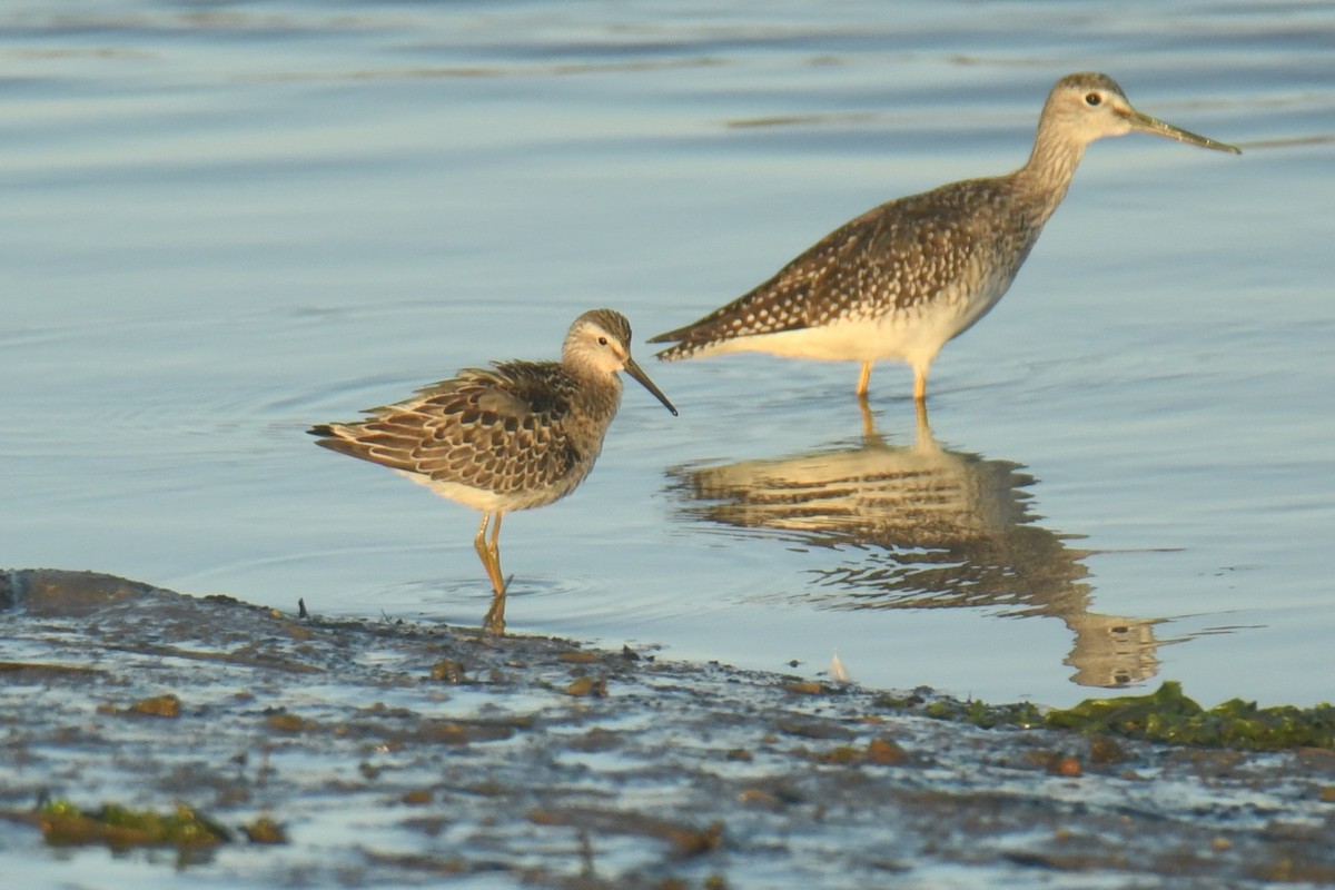 Stilt Sandpiper - Mark Walton