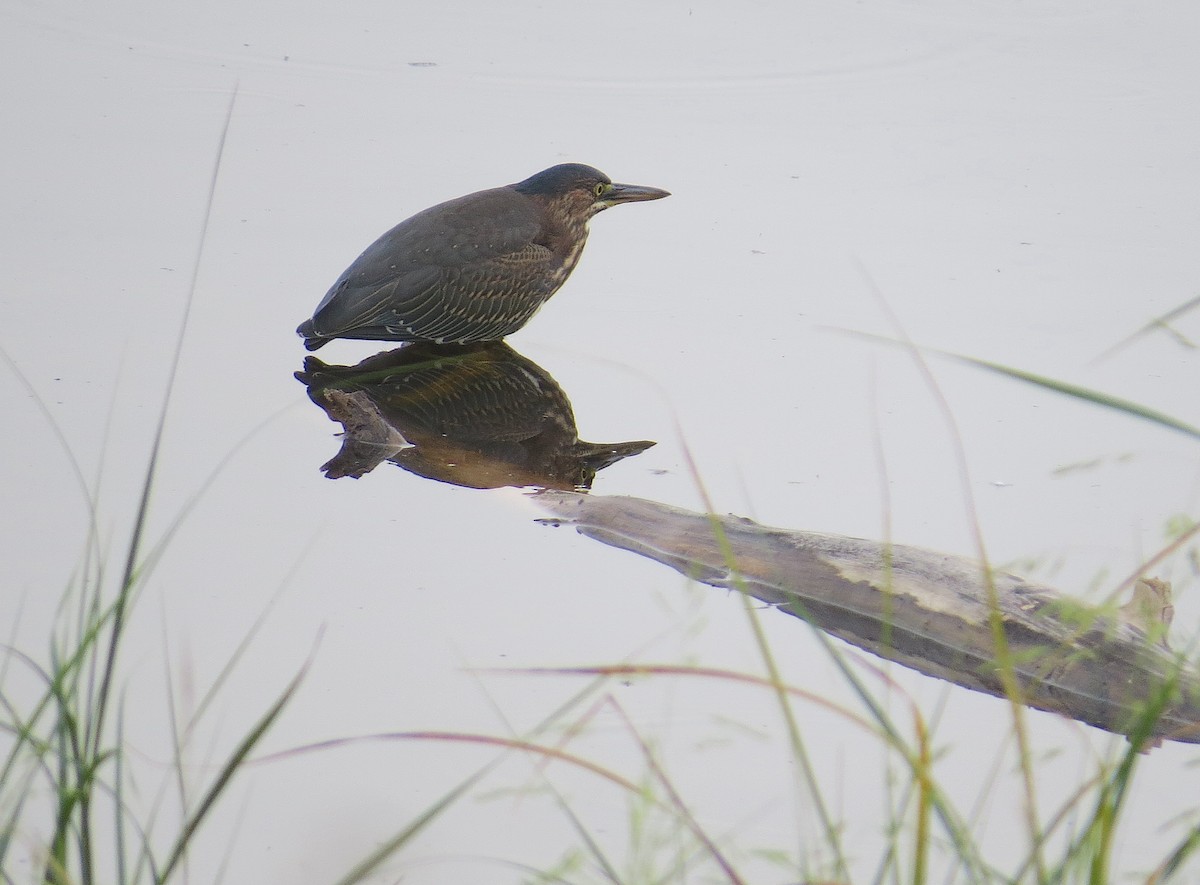 Green Heron - ML623161134