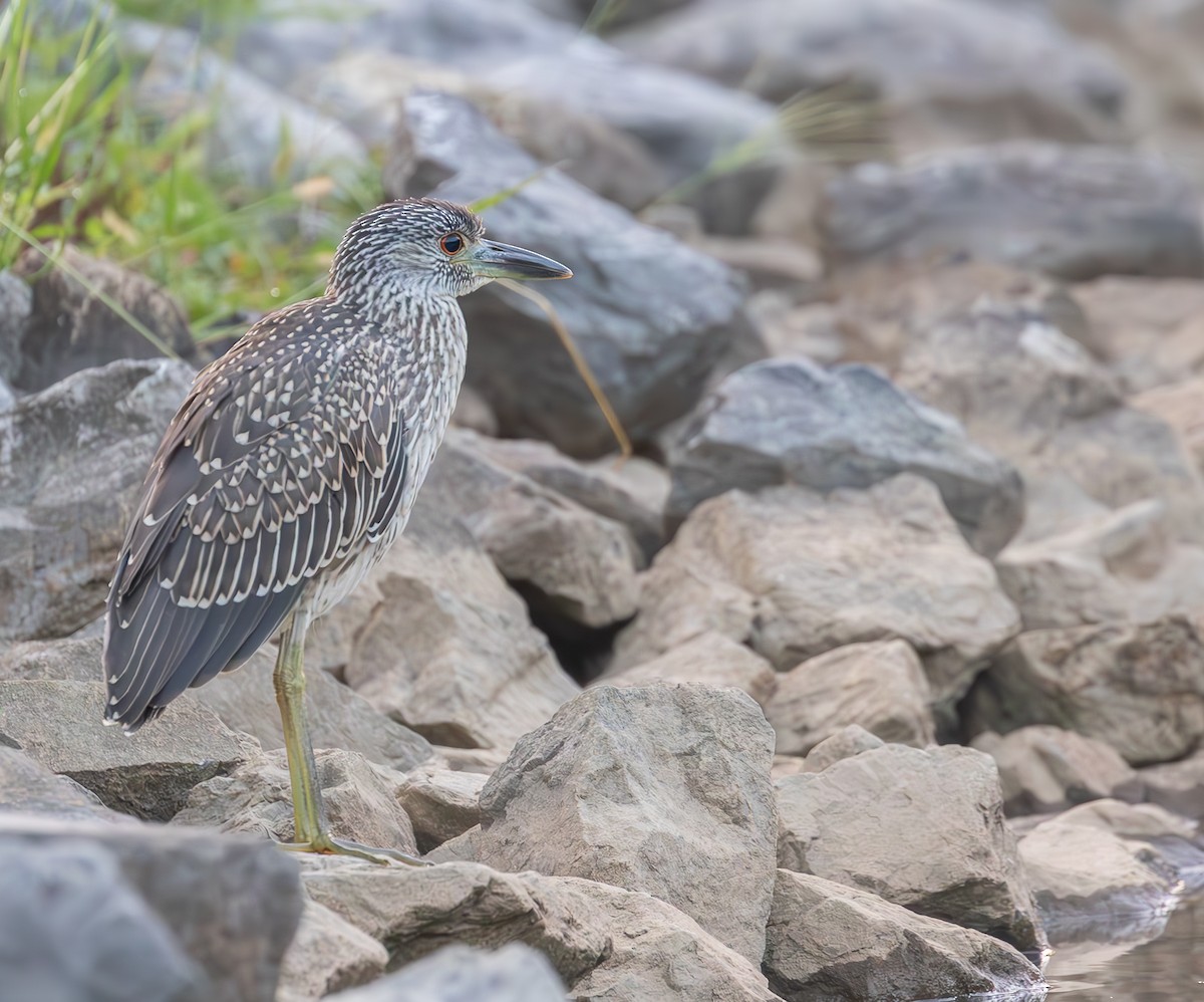 Yellow-crowned Night Heron - ML623161145