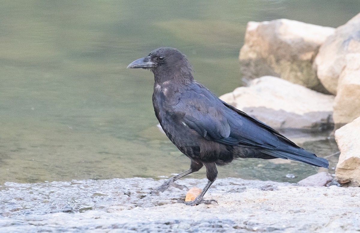 American Crow - ML623161157