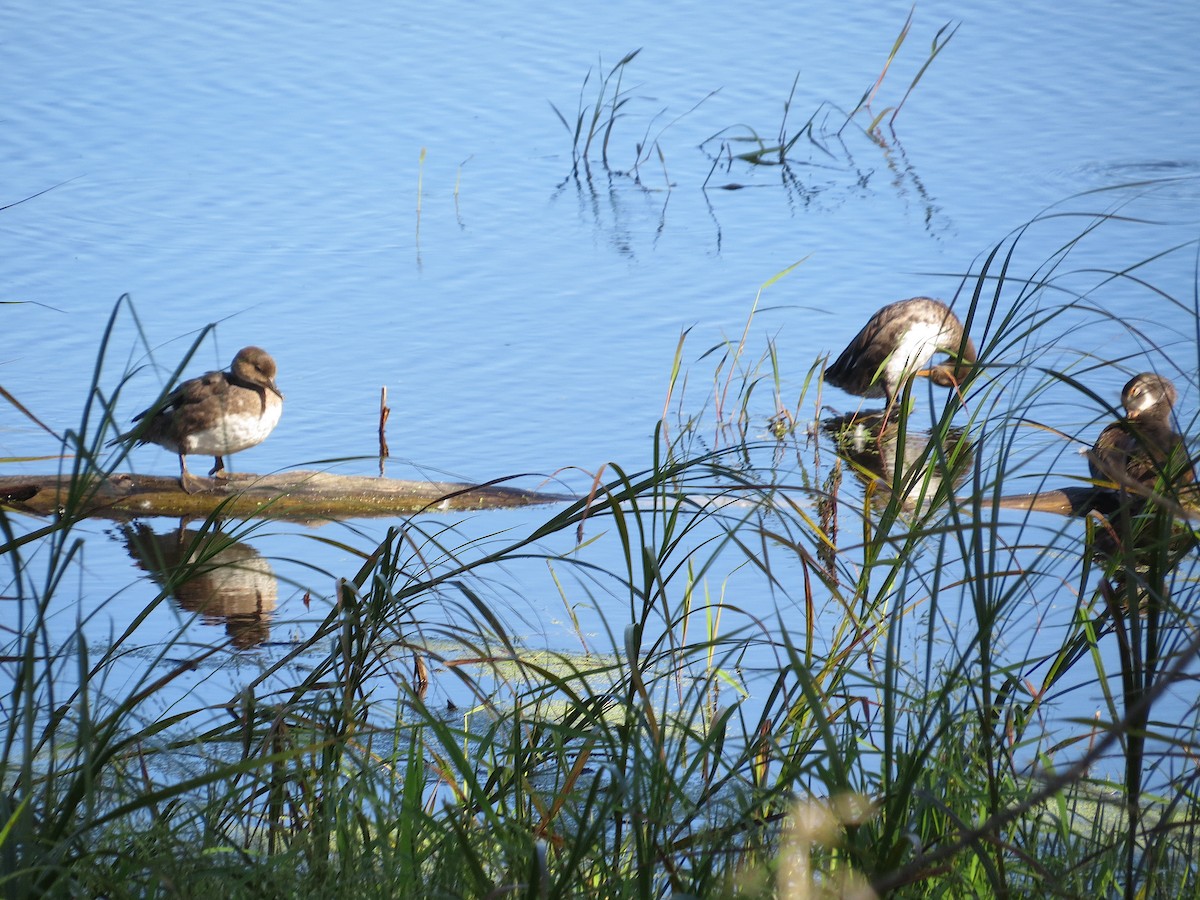 Hooded Merganser - ML623161166