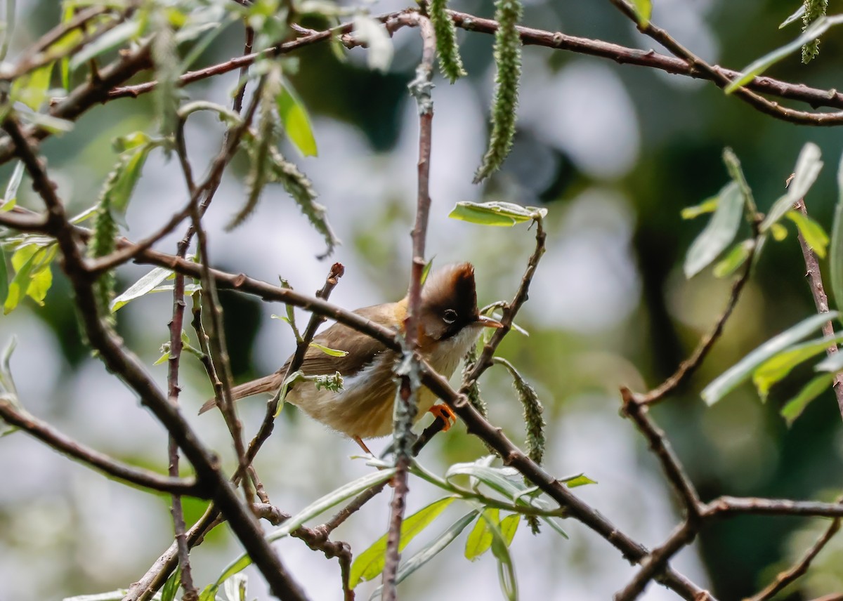 Stripe-throated Yuhina - ML623161241