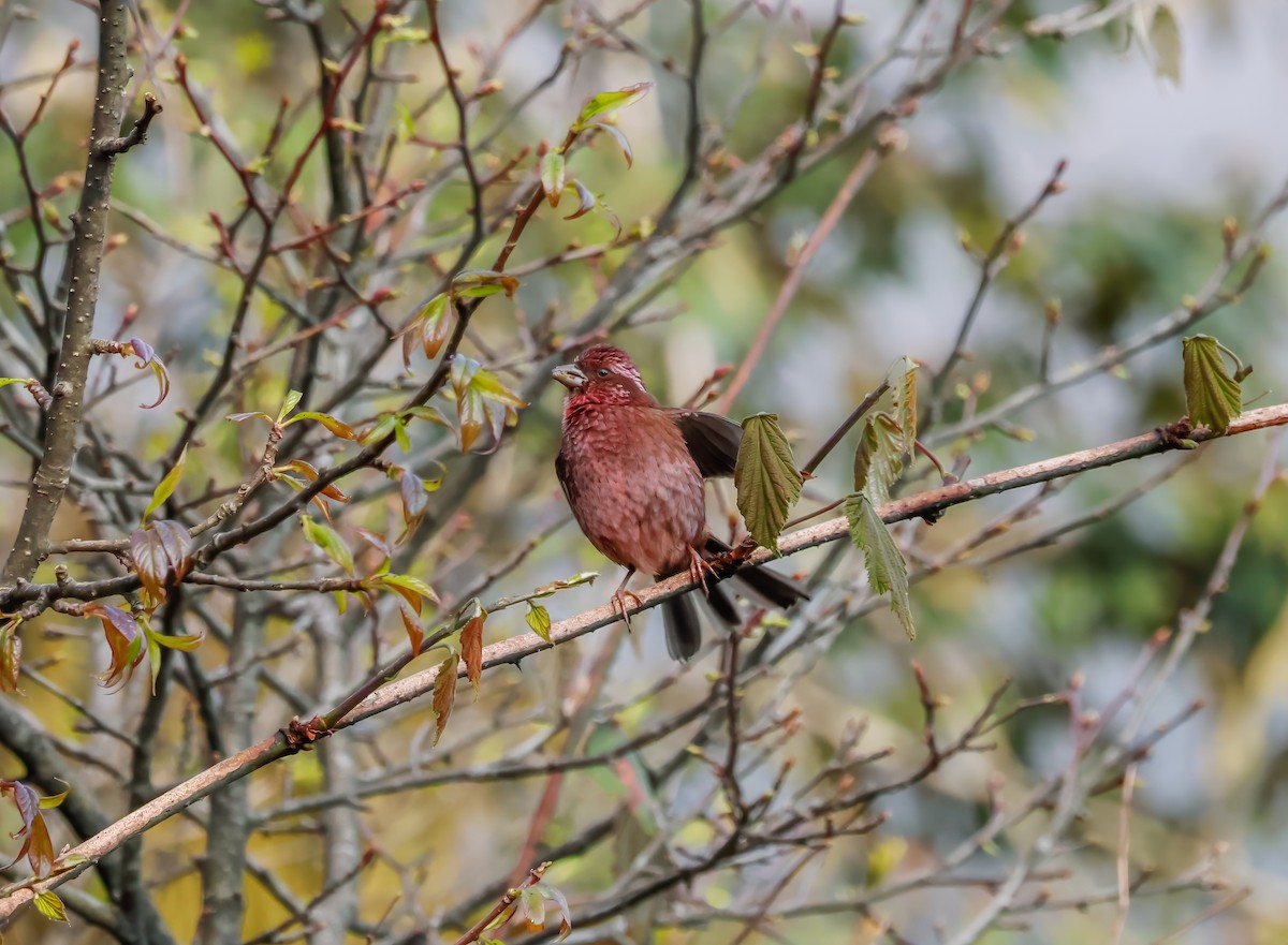 Dark-rumped Rosefinch - ML623161249