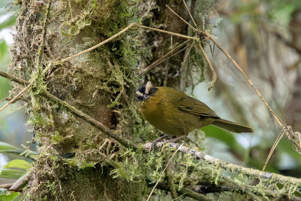 Black-capped Hemispingus - ML623161259