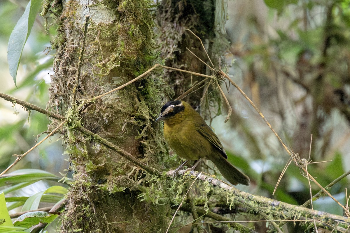 Black-capped Hemispingus - ML623161261