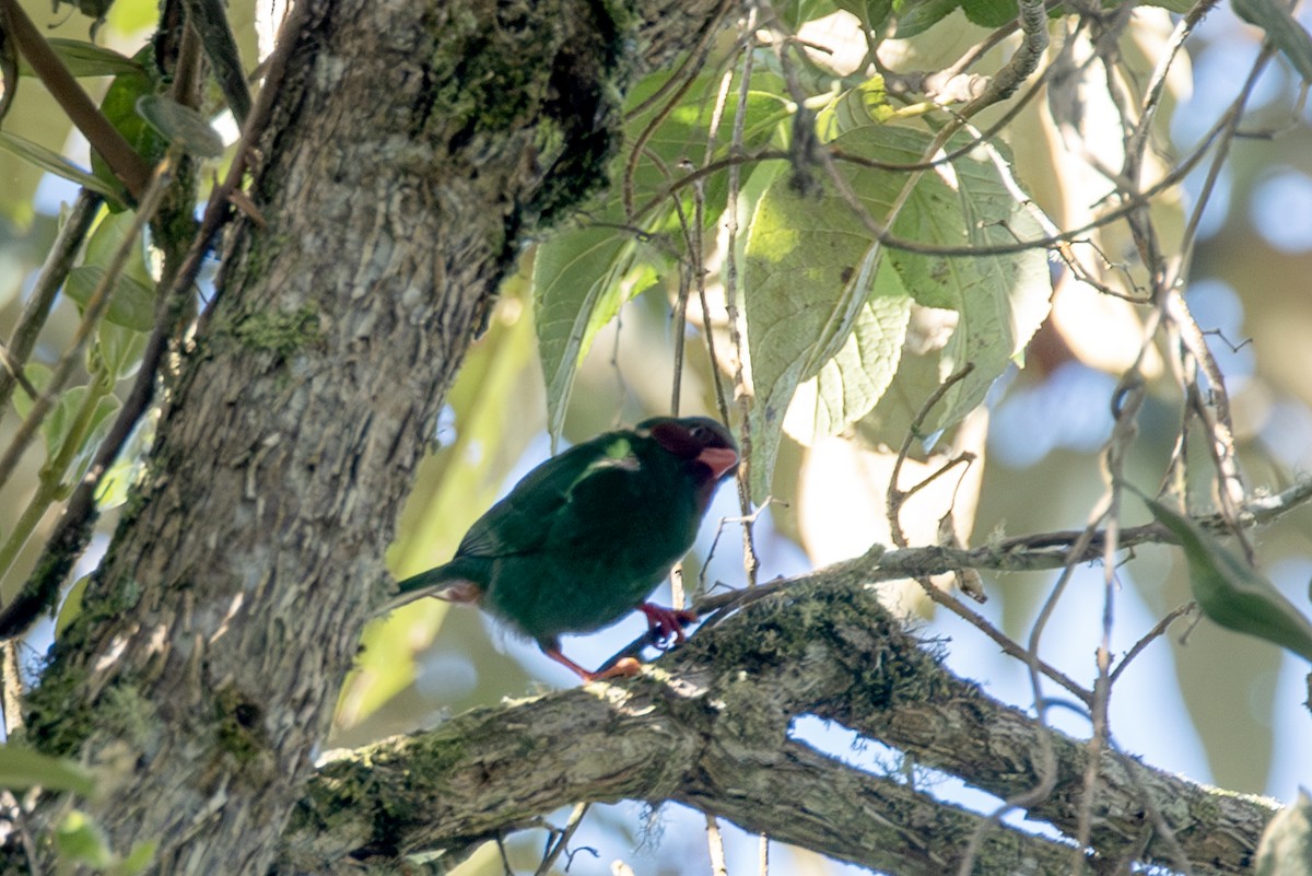 Grass-green Tanager - ML623161275