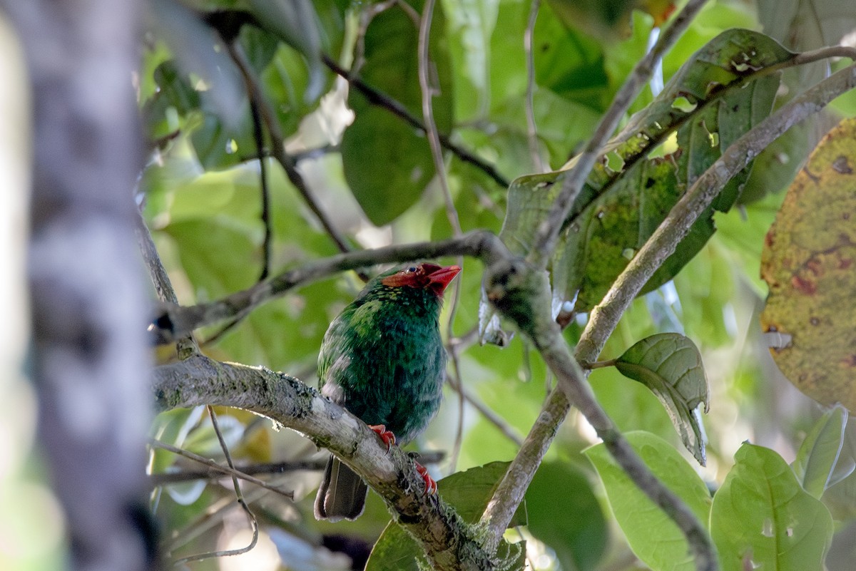 Grass-green Tanager - ML623161276