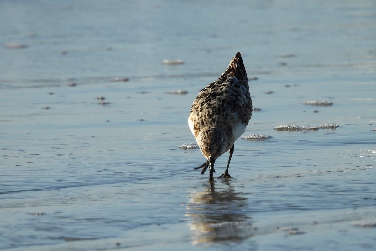 Sanderling - S. K.  Jones